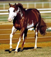 American Paint horse American Paint horse